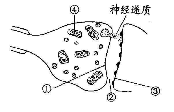 12(有关艾滋病的说法不正确的是 a(hiv能够攻击人体的免疫系统,主要