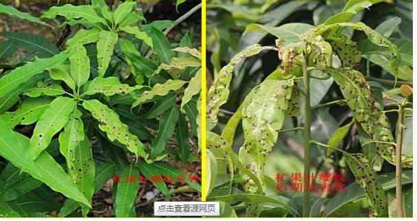 芒果主要虫害叶瘿蚊的防治
