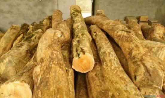 黄杨木,皇杨木,水黄杨木同名不同姓,差异为何如此大?